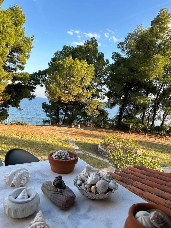 מטהמורפוסי Squirrels, Home With View מראה חיצוני תמונה